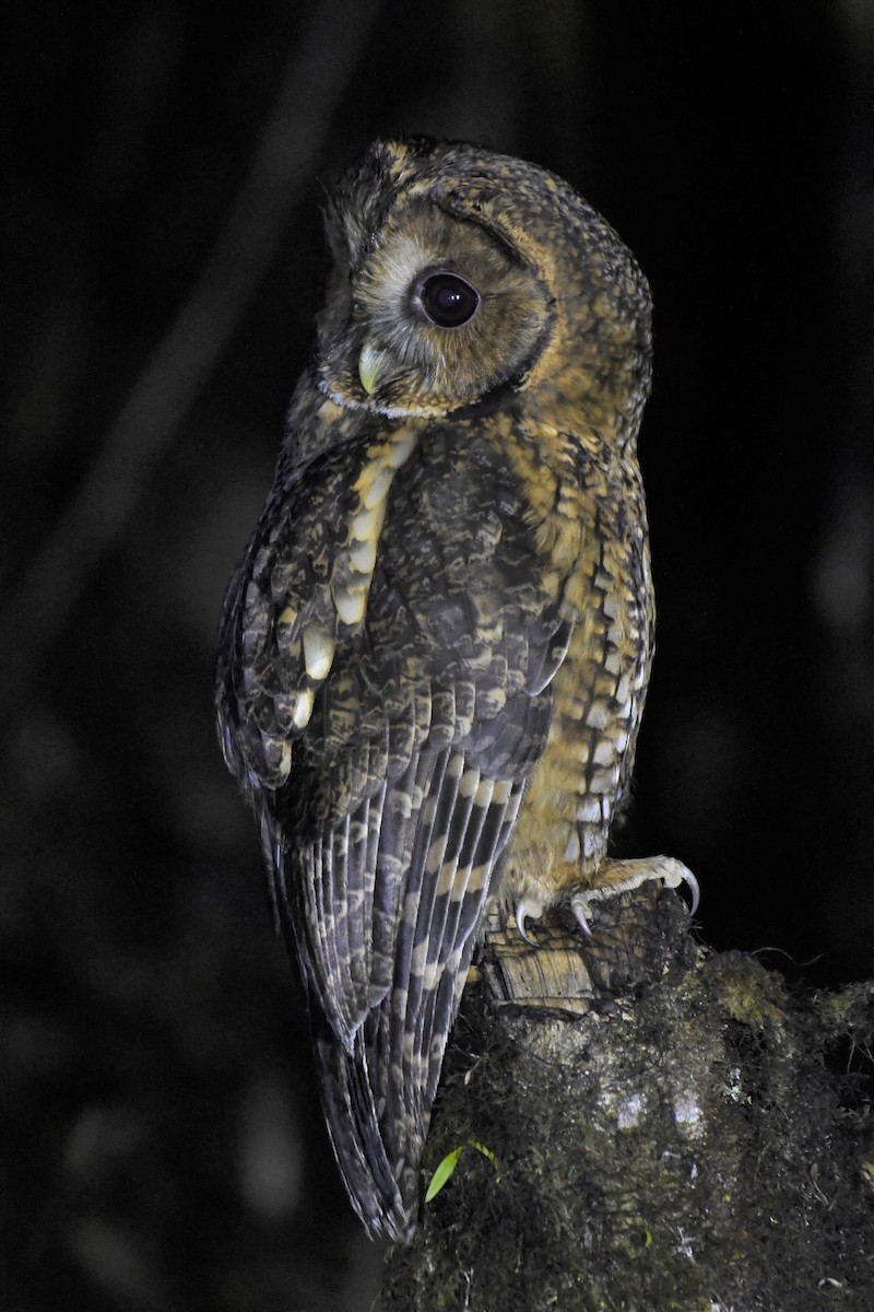 Himalayan Owl - Arvind Ghode
