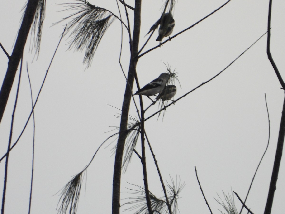 Daurian Starling - ML550600701