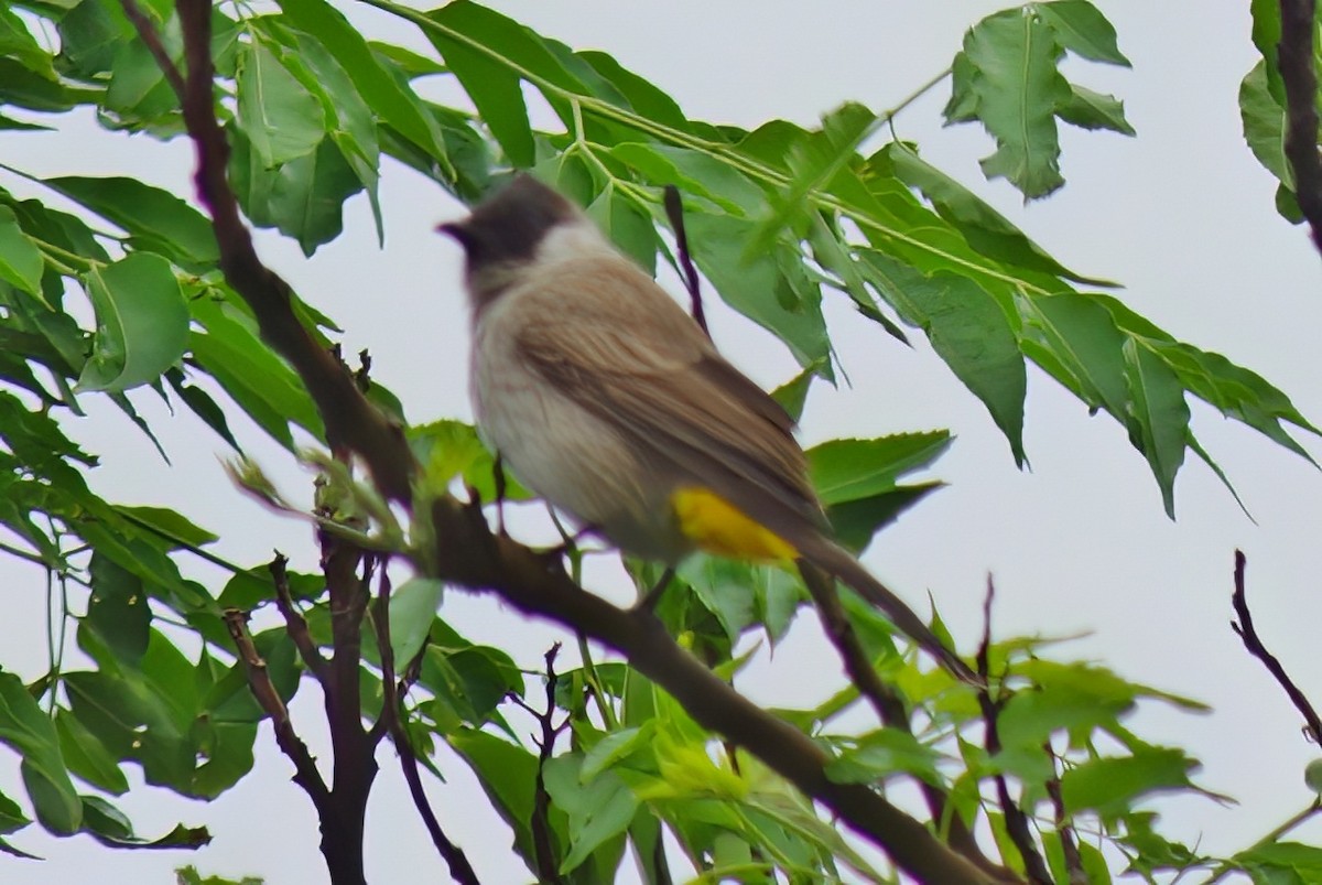 Sooty-headed Bulbul - ML550601771