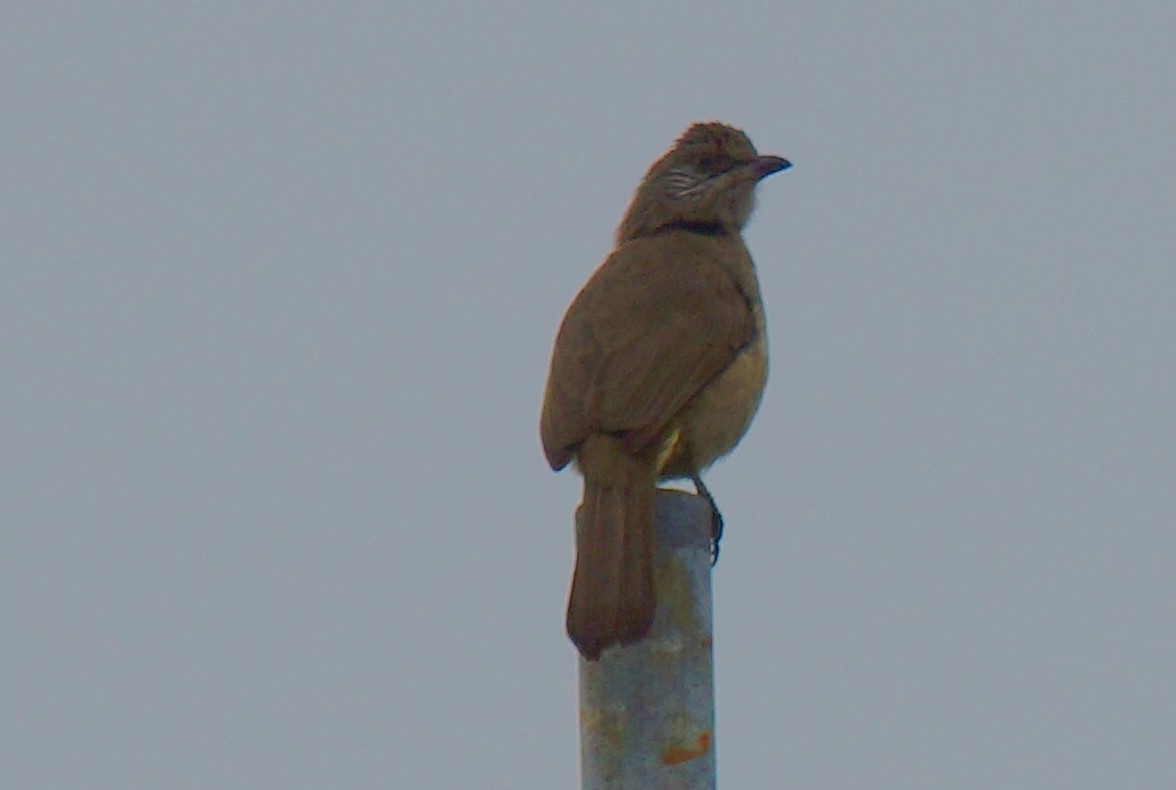 Streak-eared Bulbul - ML550601851