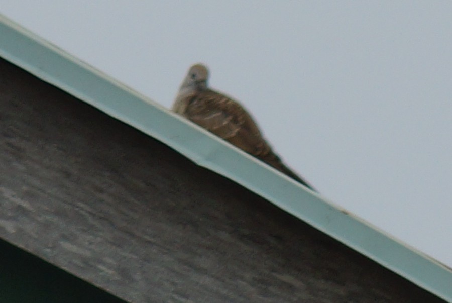 Spotted Dove - ML550601881