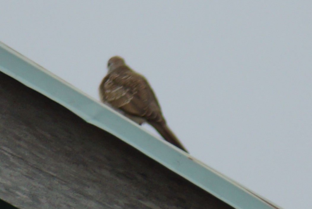 Spotted Dove - ML550601891