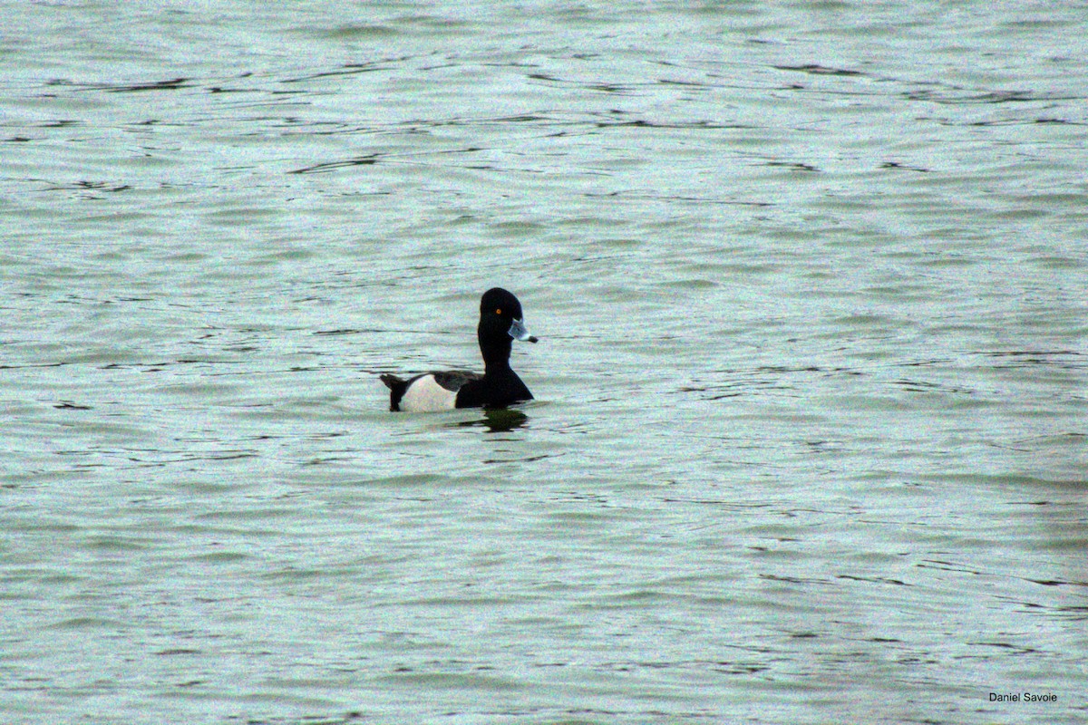 Ring-necked Duck x Greater Scaup (hybrid) - ML550601901