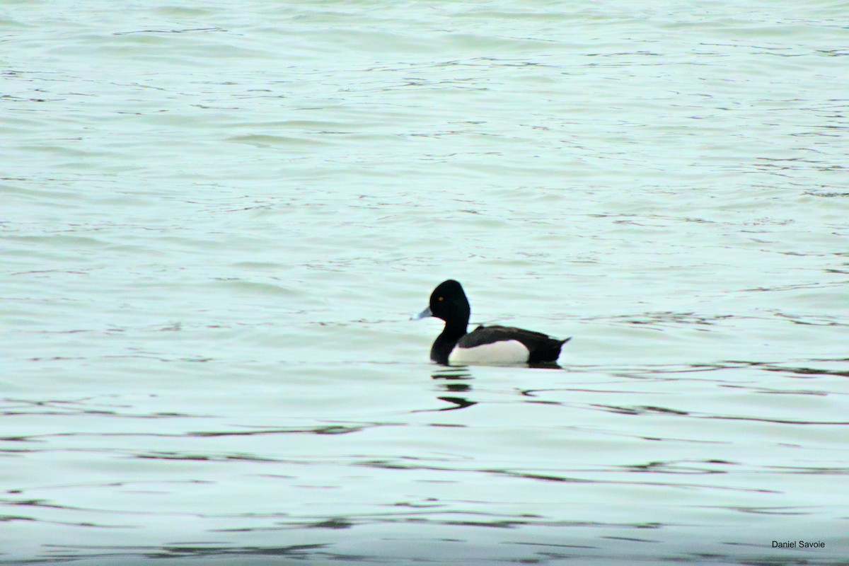 Ring-necked Duck x Greater Scaup (hybrid) - ML550601911