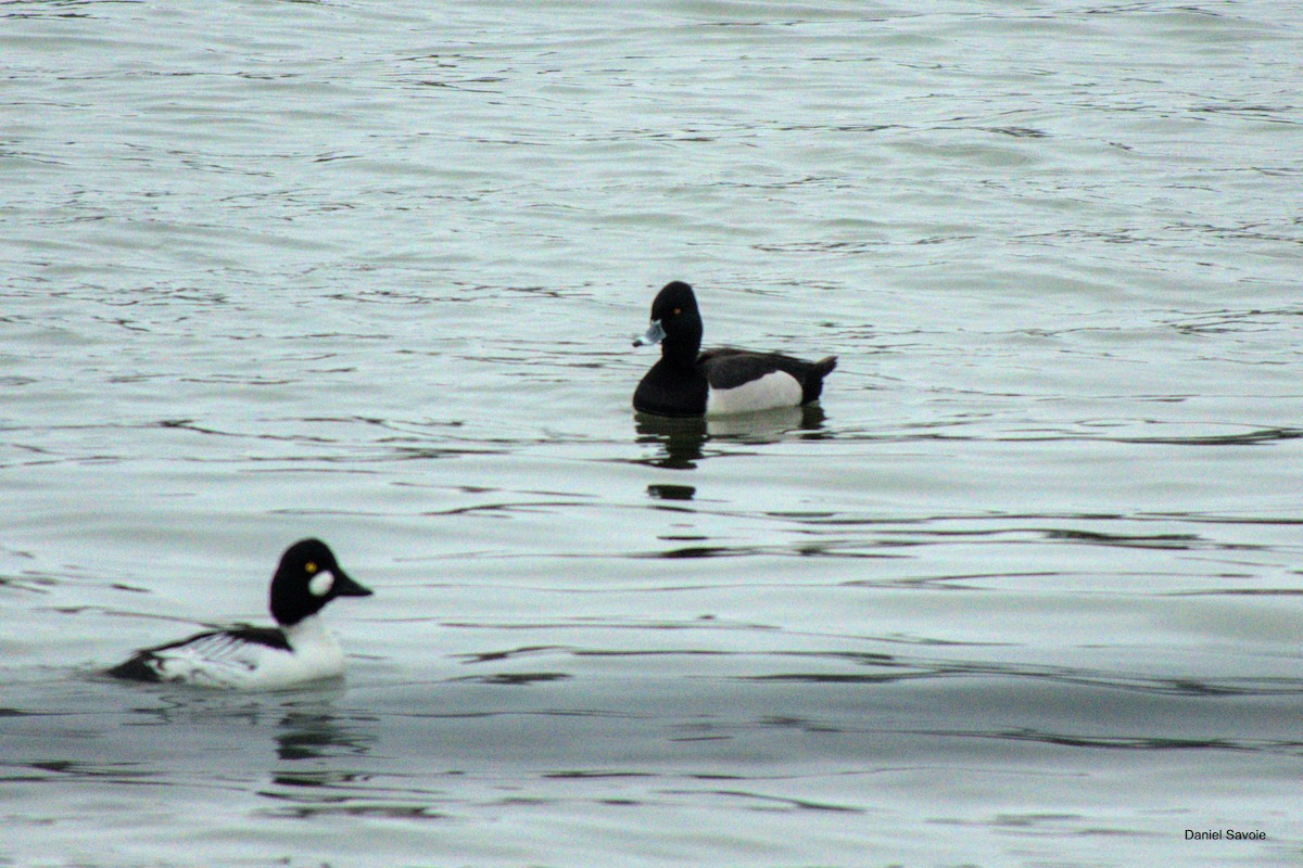 Ring-necked Duck x Greater Scaup (hybrid) - ML550601921
