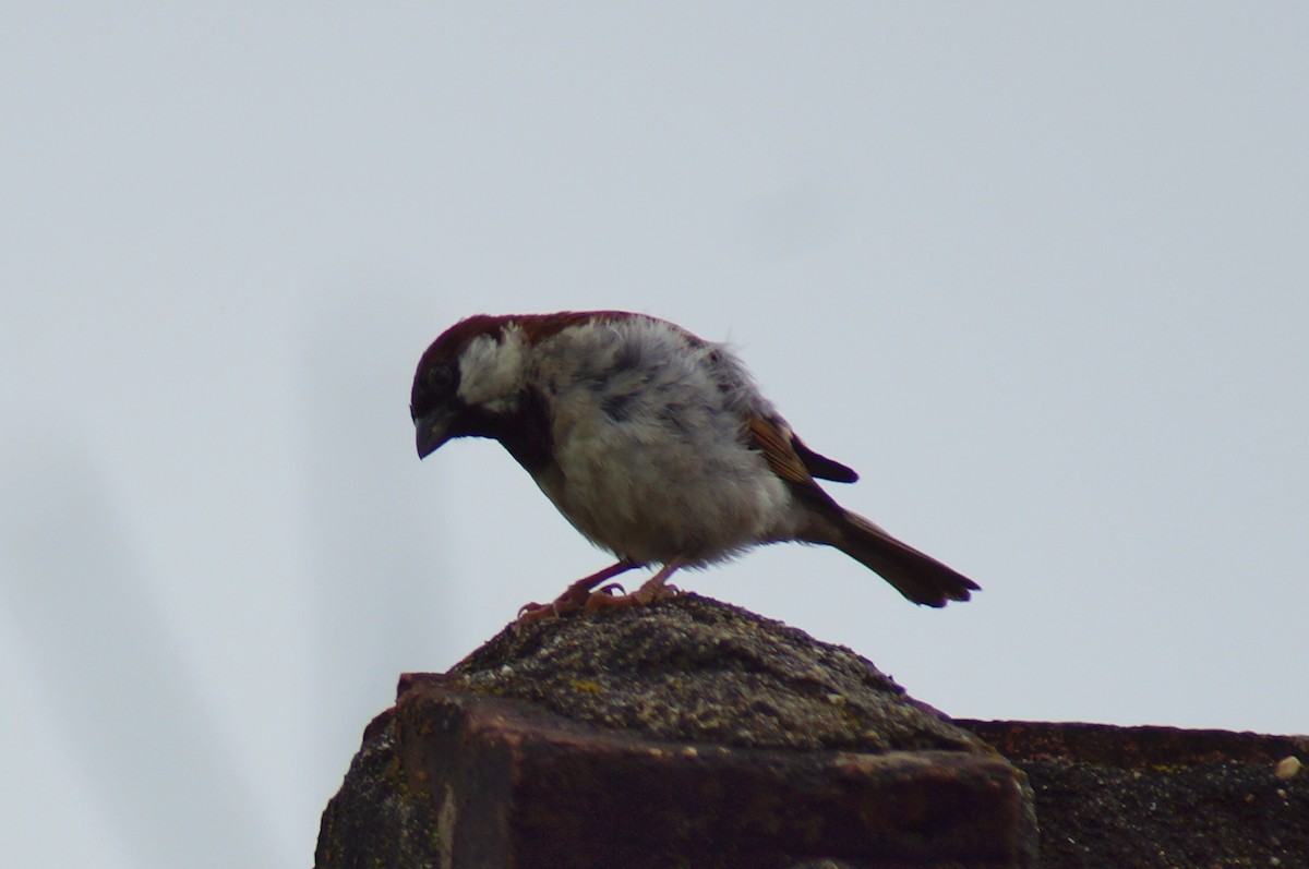 House Sparrow - ML550601931