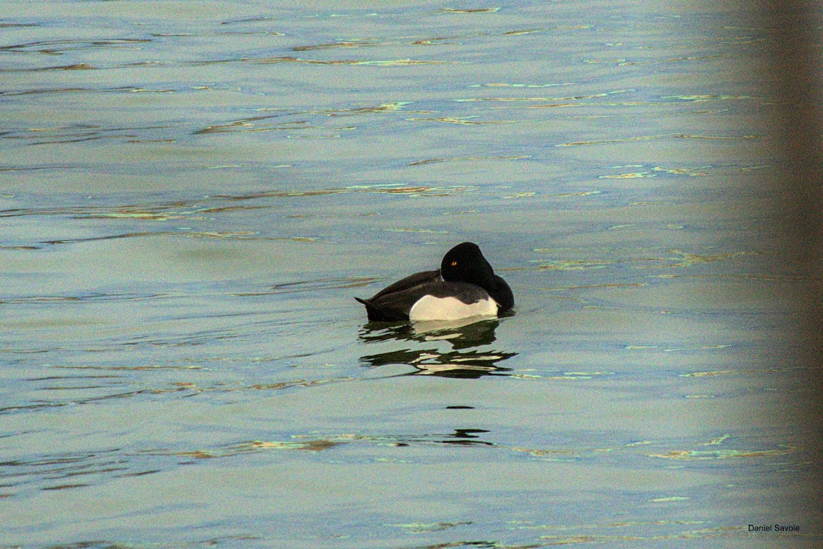 Ring-necked Duck x Greater Scaup (hybrid) - ML550601941