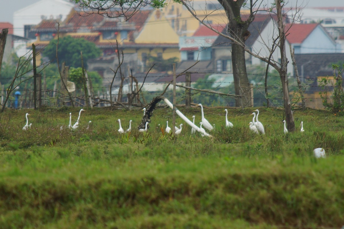 Great Egret - ML550601971