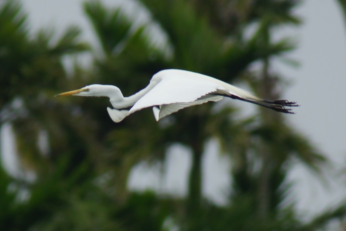 Great Egret - ML550602061