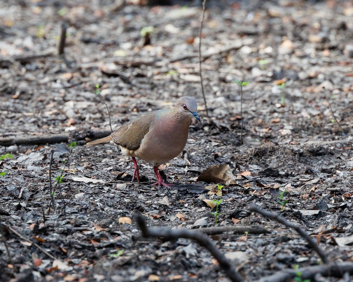 White-tipped Dove - ML550602271