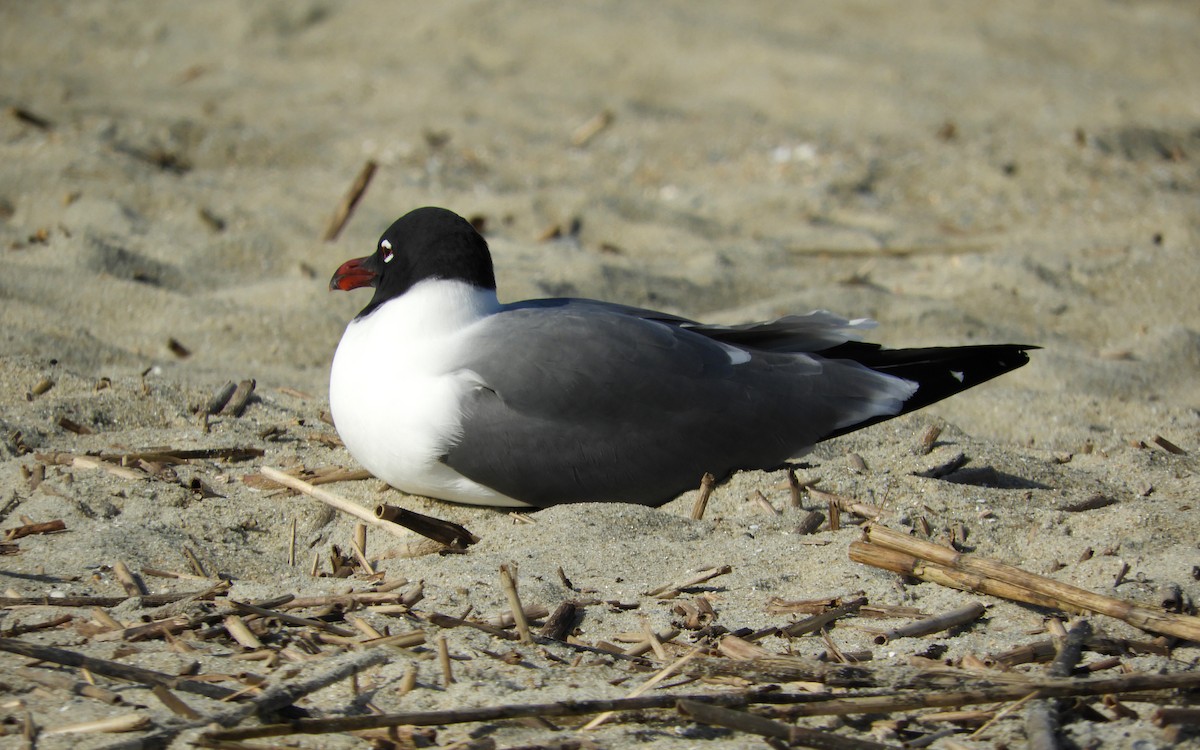 Laughing Gull - ML550602671