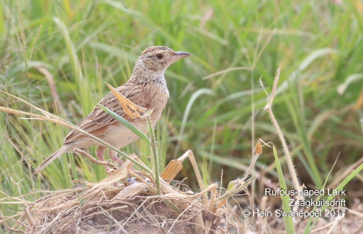 Rufous-naped Lark - Hendrik Swanepoel