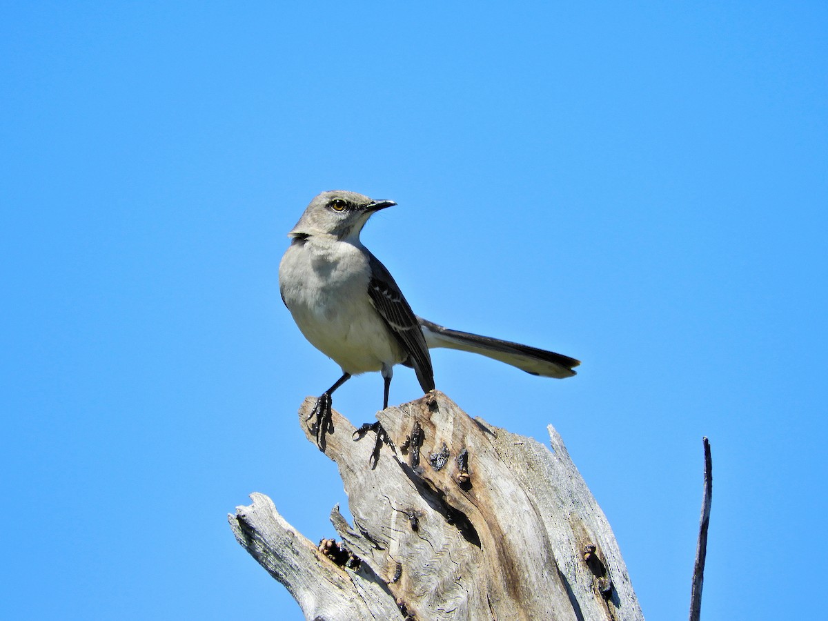 Northern Mockingbird - Douglass Gaking