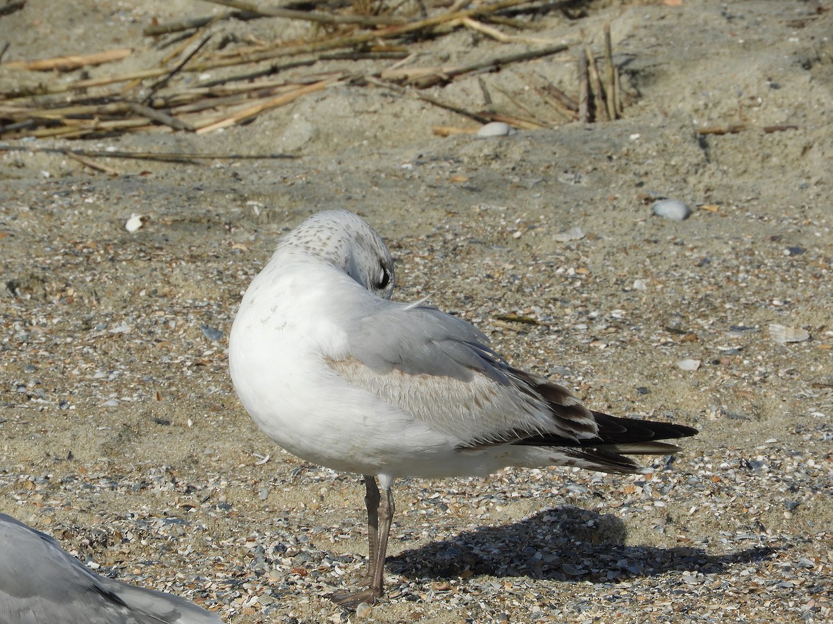 Herring Gull - Douglass Gaking