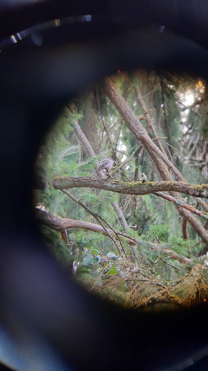 Townsend's Solitaire - Angela Calabrese