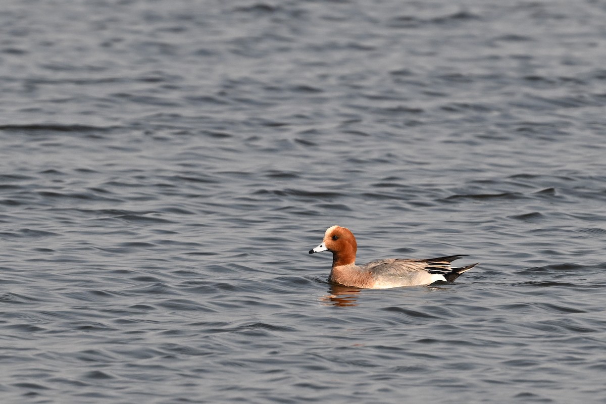 Eurasian Wigeon - Zhao-Hui(釗輝) LIN(林)