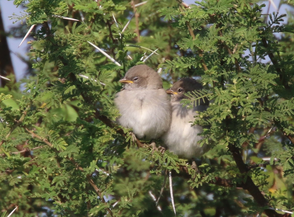 Southern Gray-headed Sparrow - Hendrik Swanepoel
