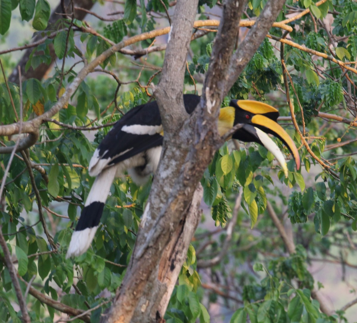 Great Hornbill - ML550606081