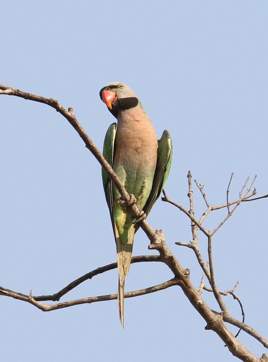 Red-breasted Parakeet - ML550606101