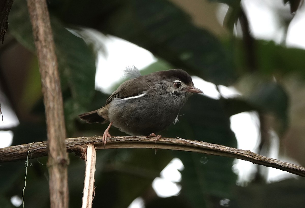 Zostérops de Sao Tomé - ML550606221