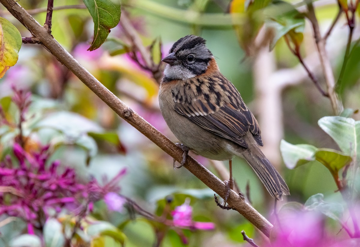 Rufous-collared Sparrow - Iris Kilpatrick