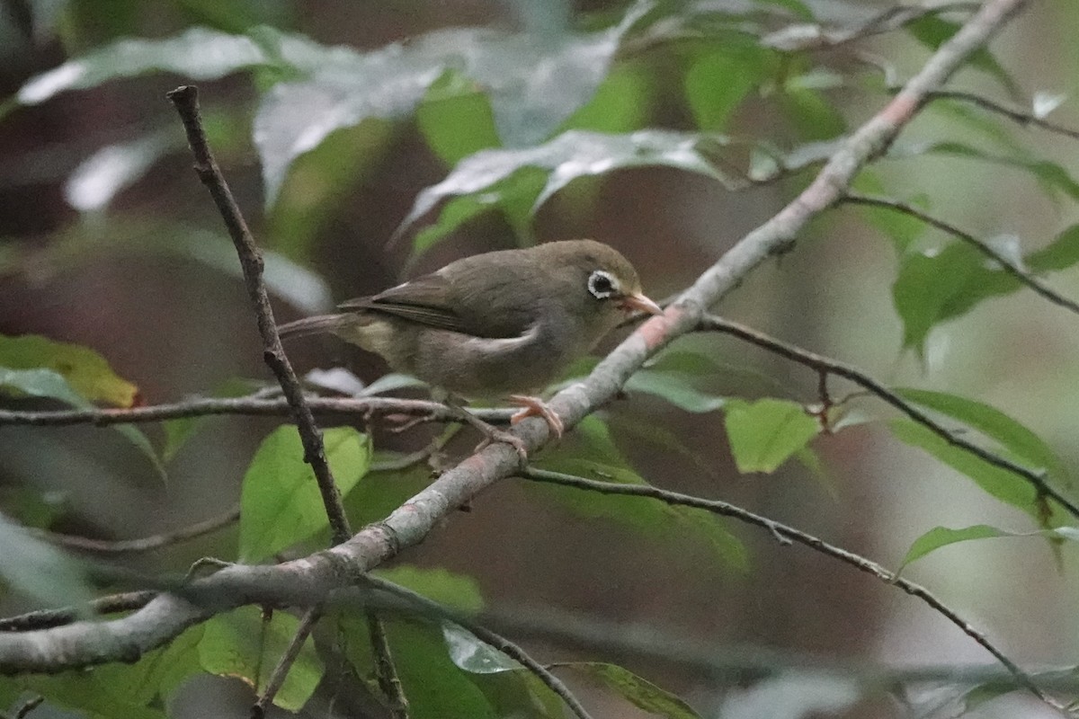 São-Tomé-Brillenvogel - ML550607401