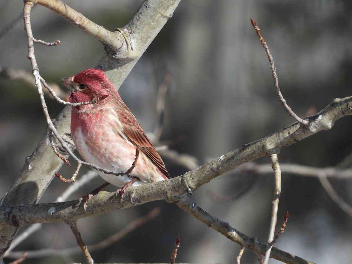 Purple Finch - ML550607431