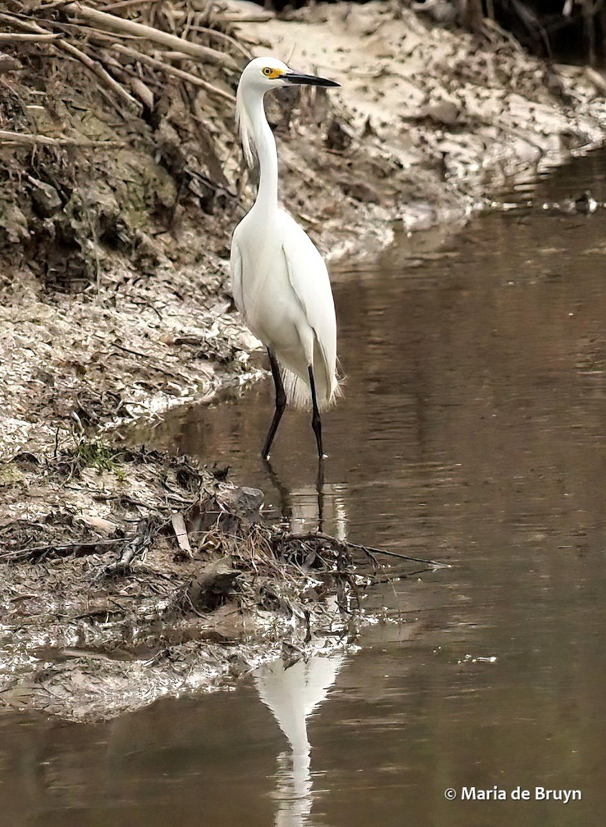 Snowy Egret - Maria de Bruyn