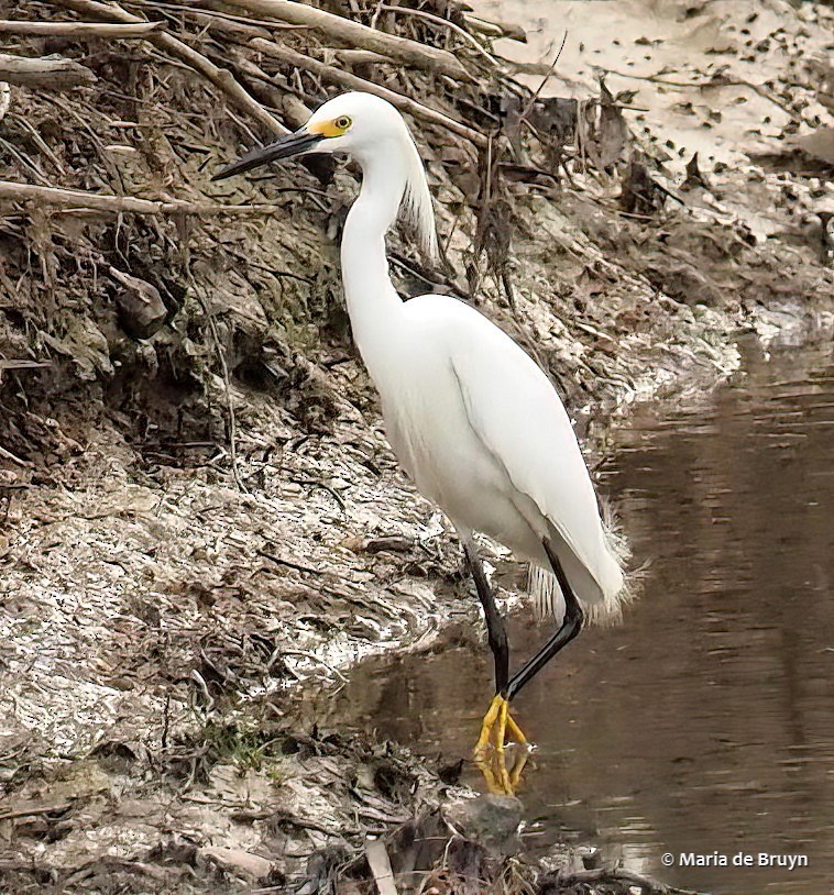 Snowy Egret - Maria de Bruyn