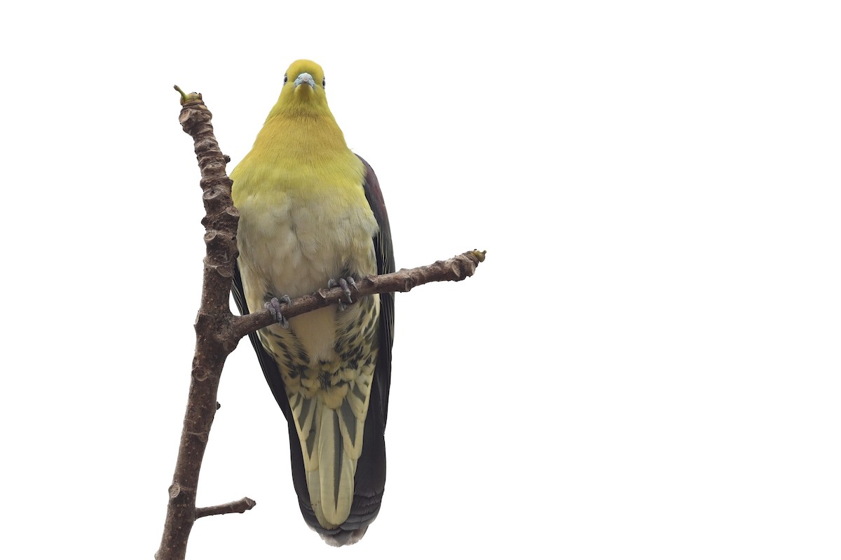 White-bellied Green-Pigeon - ML550609301