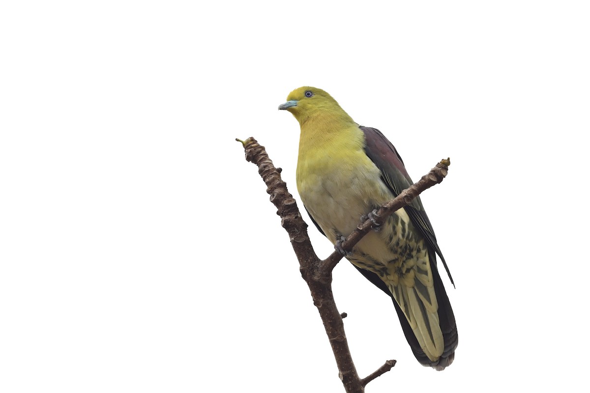 White-bellied Green-Pigeon - ML550609311