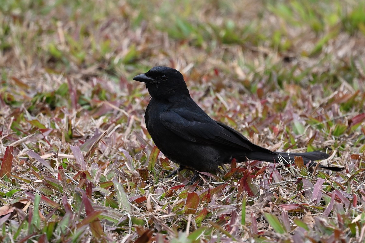 Black Drongo - ML550609721