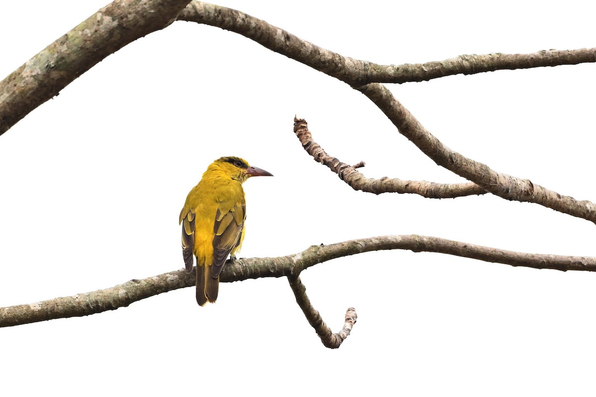 Black-naped Oriole (East Asian) - ML550609761