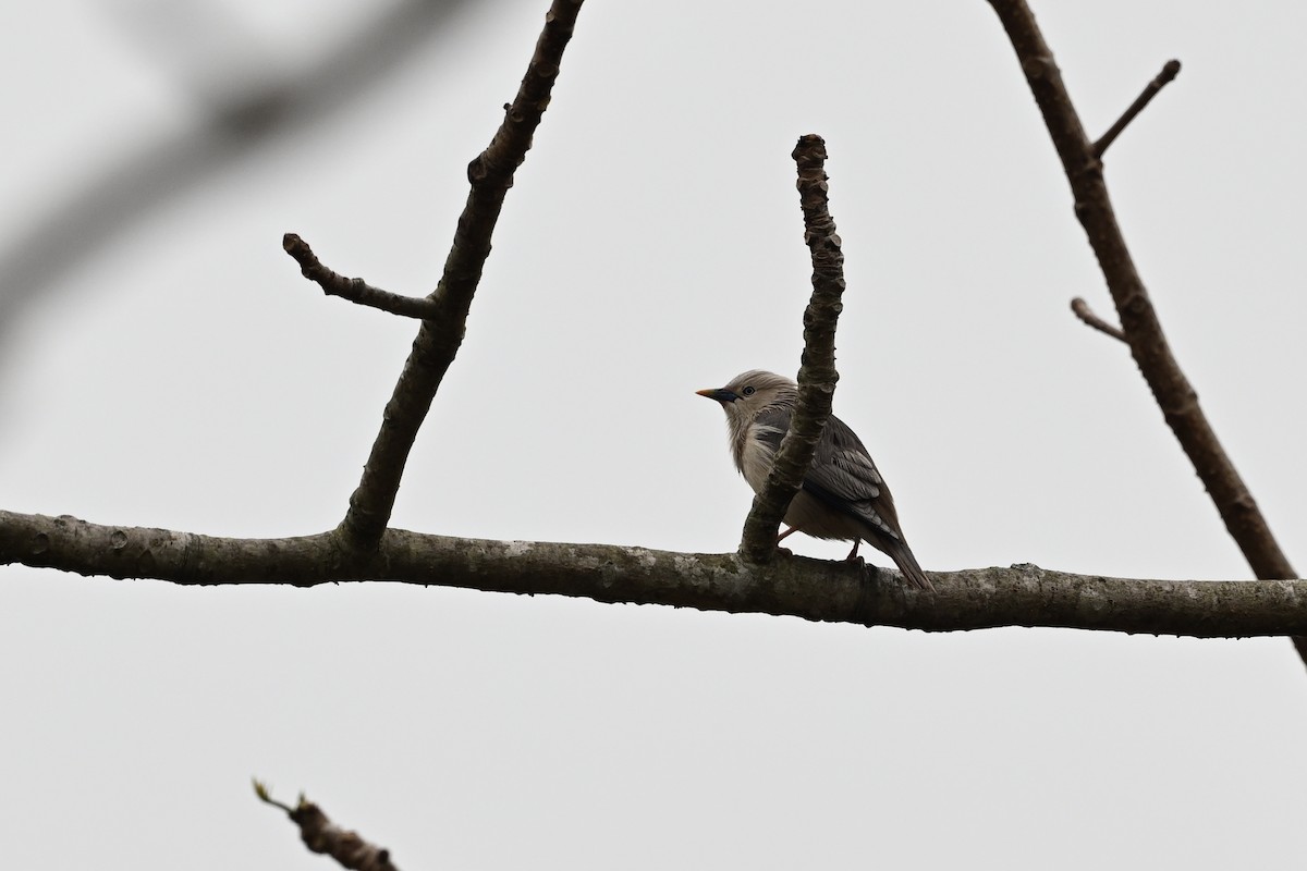 Chestnut-tailed Starling - ML550609771