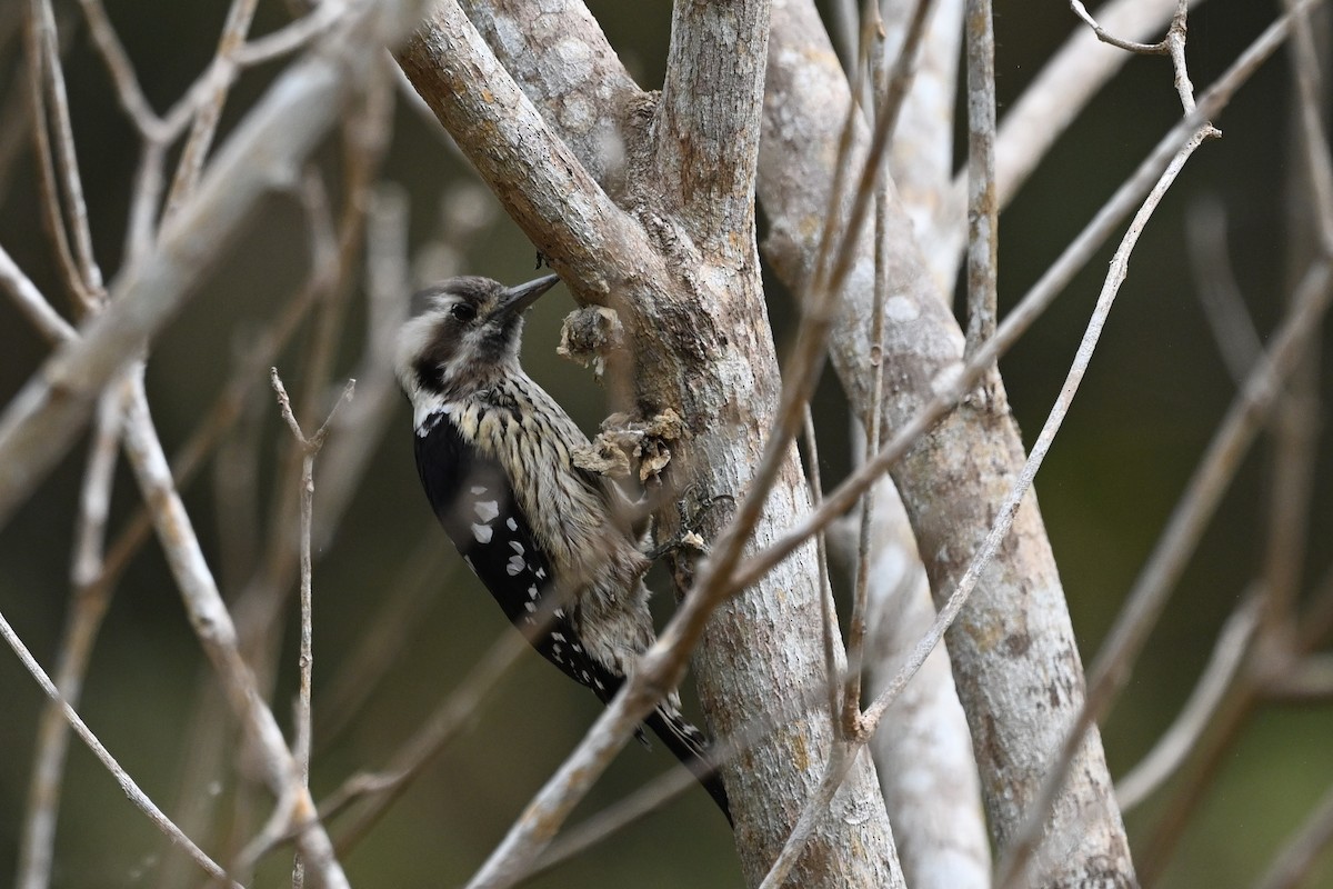 Gray-capped Pygmy Woodpecker - ML550609801