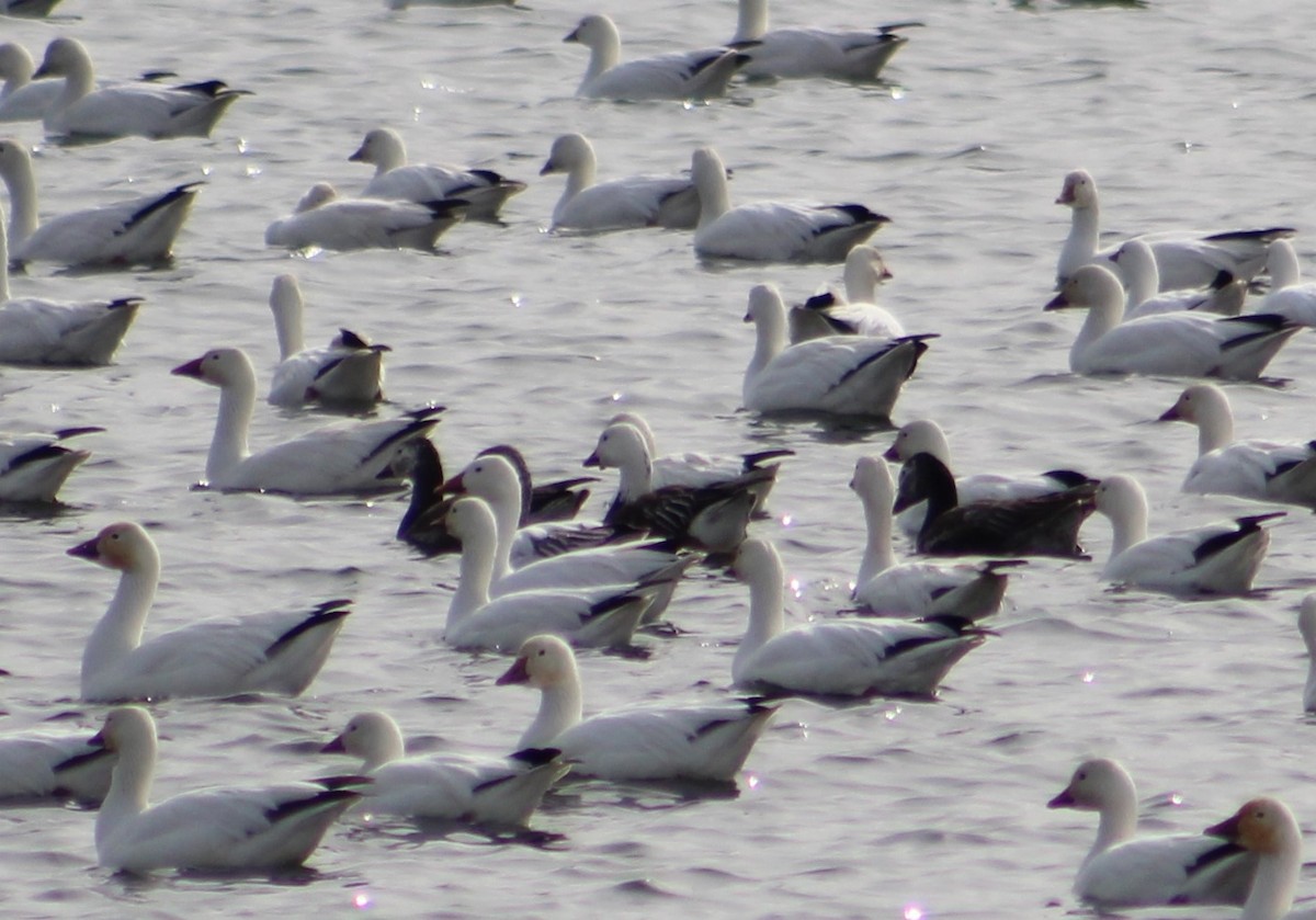 Snow Goose - ML550610291