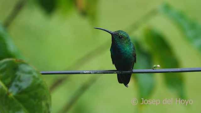 Grünbrust-Mangokolibri - ML550610851