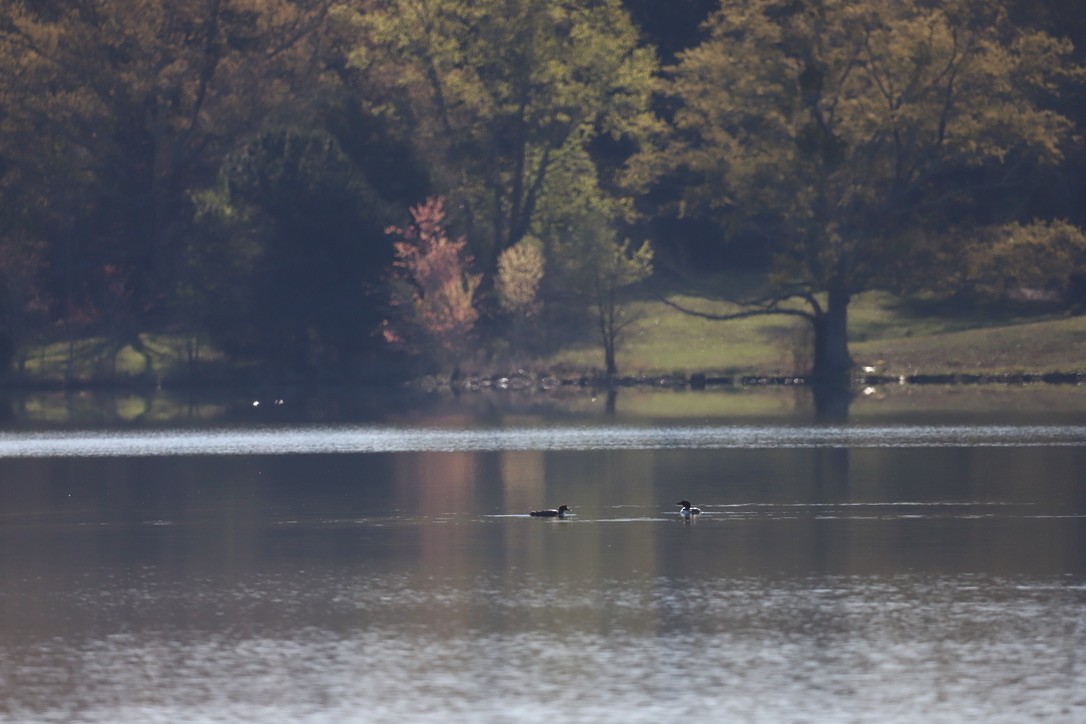 Common Loon - Jason Terry