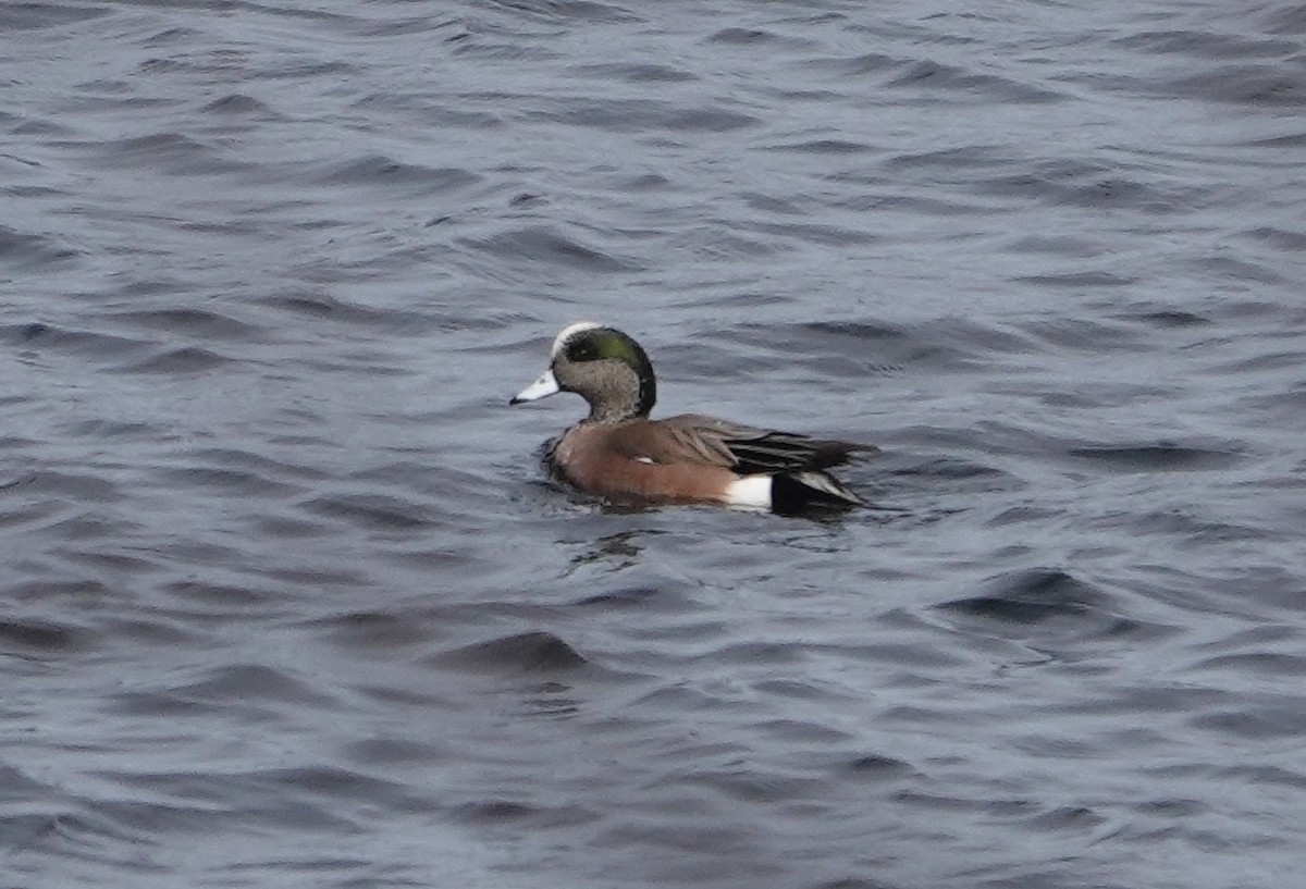 American Wigeon - Paul  McPartland