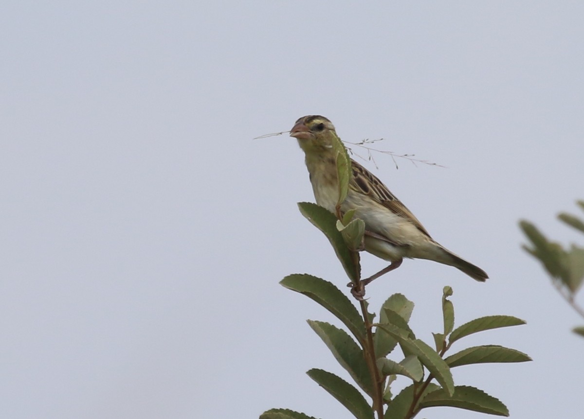 White-winged Widowbird - ML55061501