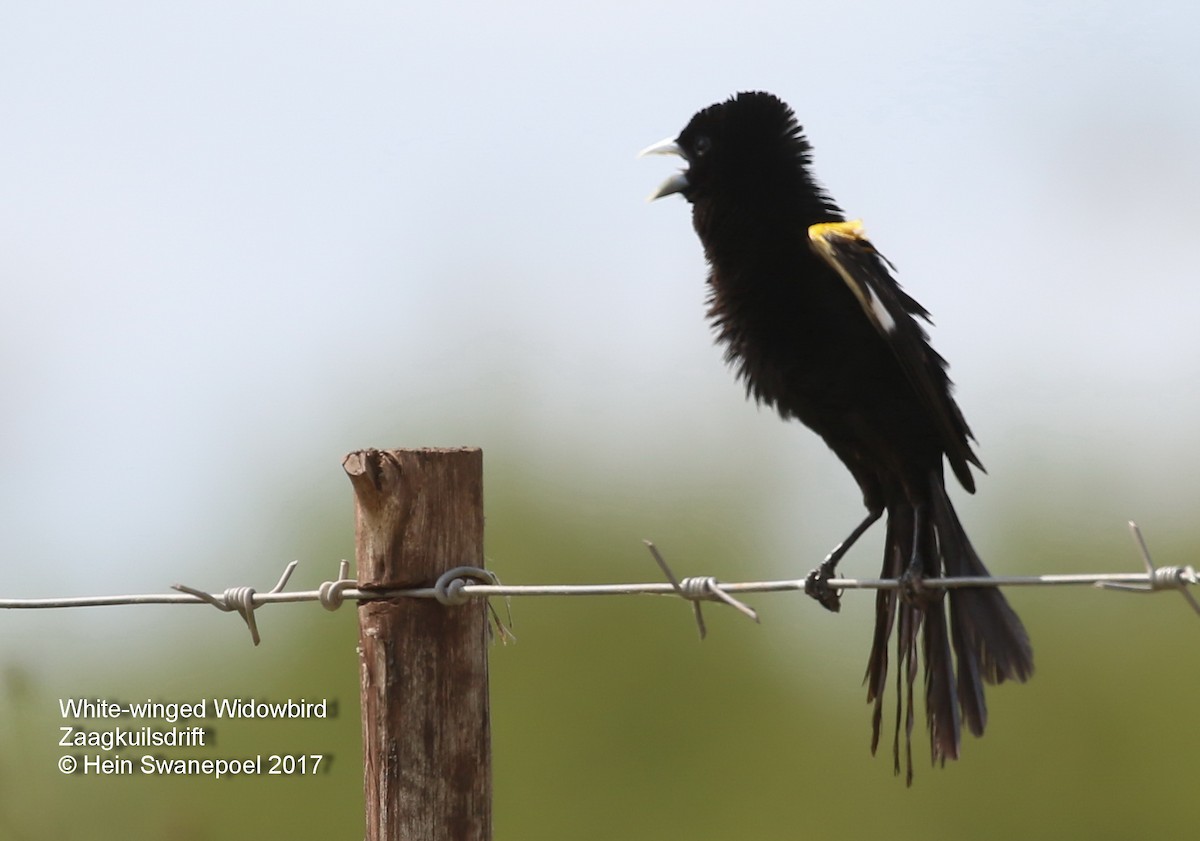 White-winged Widowbird - ML55061531