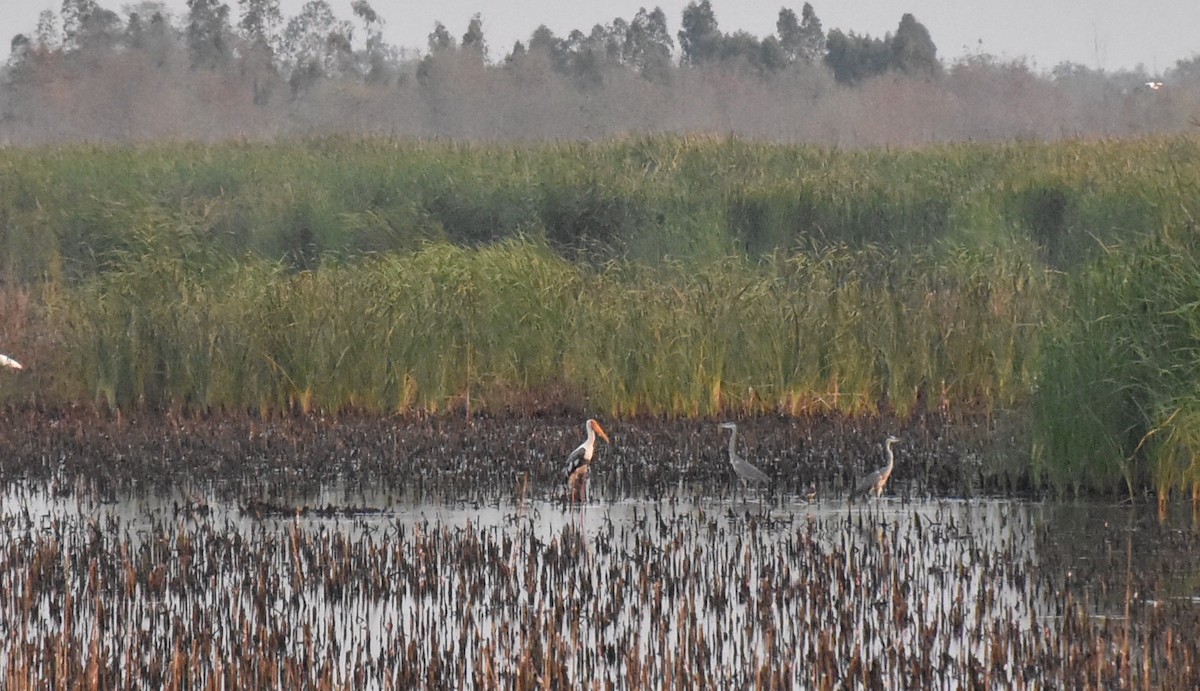 Painted Stork - Pattraporn Simla