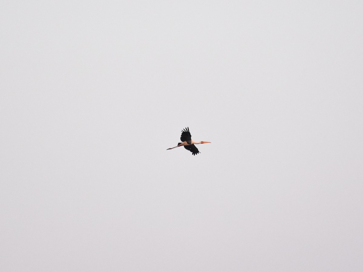 Painted Stork - Pattraporn Simla