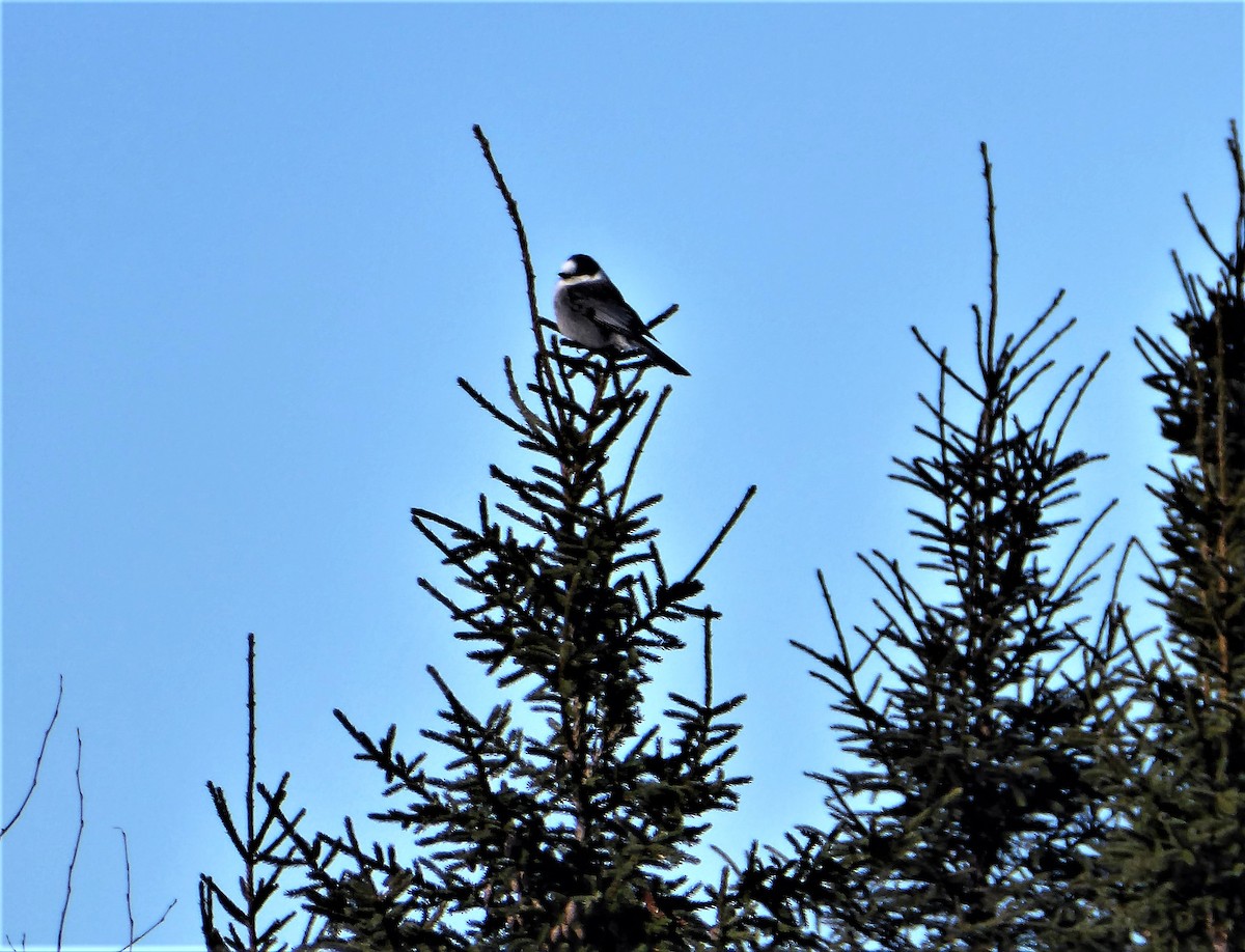 Canada Jay - ML55061551