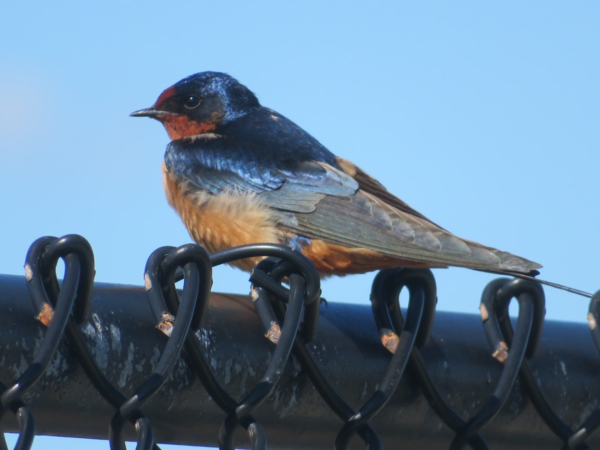 Barn Swallow - Terri Williams