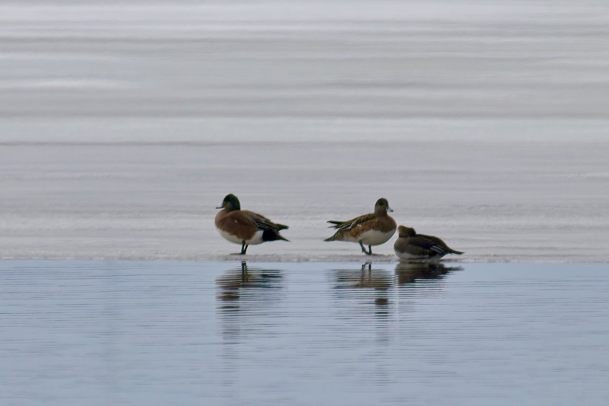 American Wigeon - ML550617671