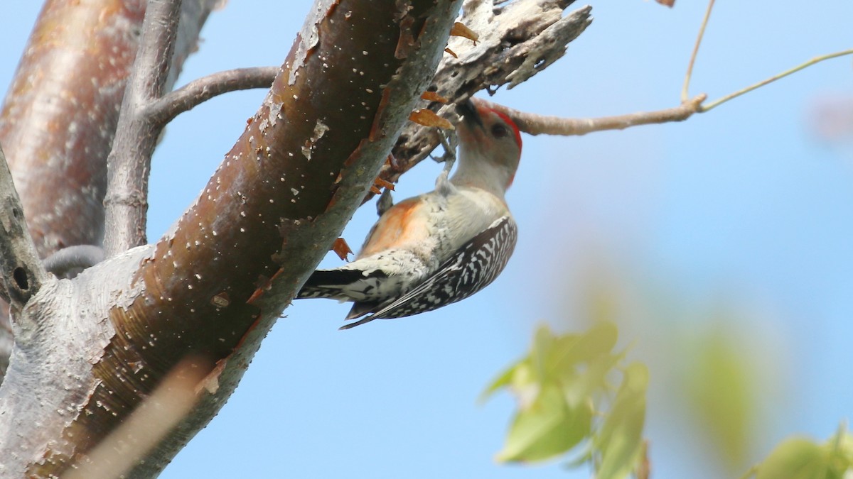 Red-bellied Woodpecker - ML550618071