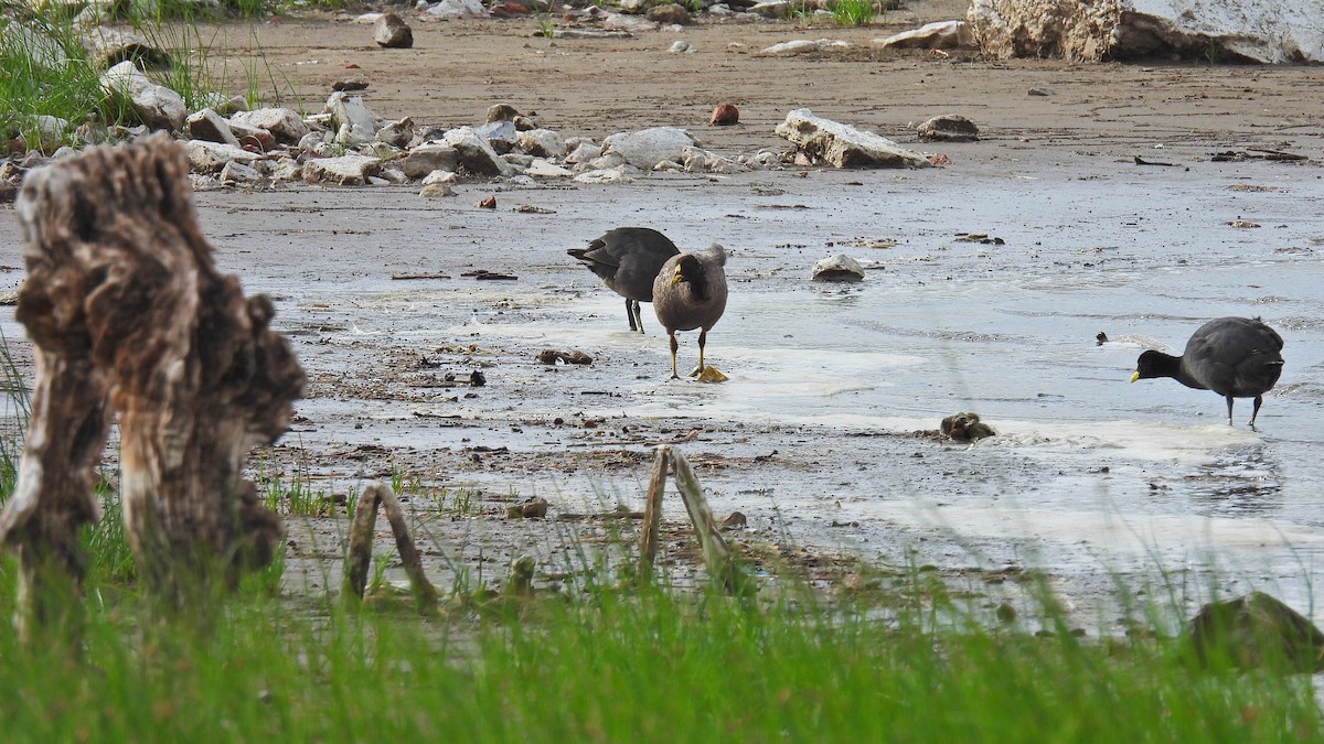 Fulica sp. - ML550619511