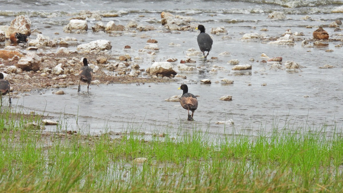 Fulica sp. - ML550619521