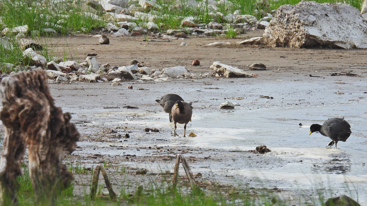 Fulica sp. - ML550619531